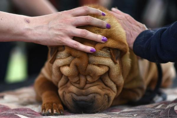 Выставка собак Westminster Kennel Club 2024