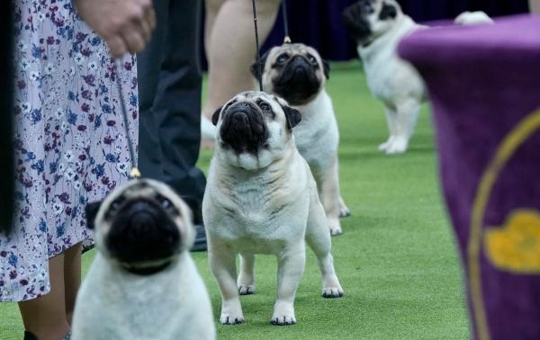 Выставка собак Westminster Kennel Club 2024