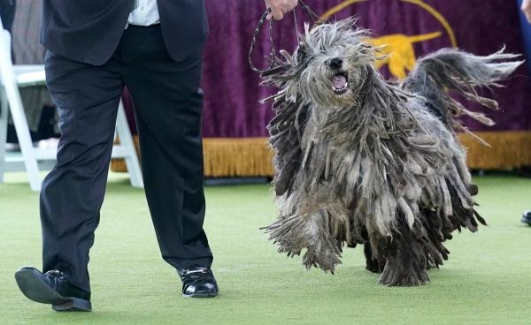 Выставка собак Westminster Kennel Club 2024