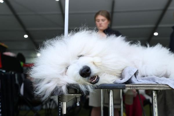 Выставка собак Westminster Kennel Club 2024