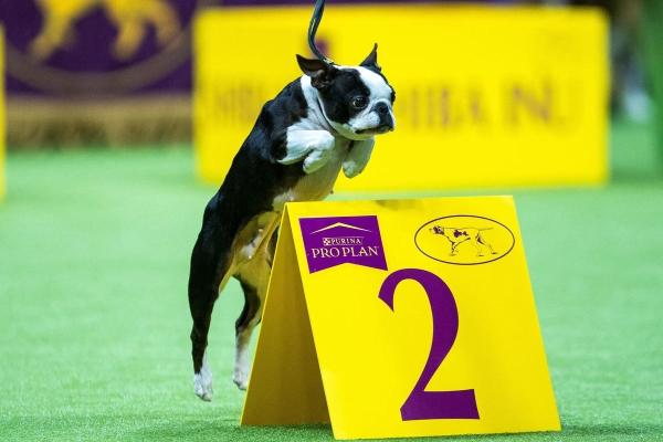 Выставка собак Westminster Kennel Club 2024