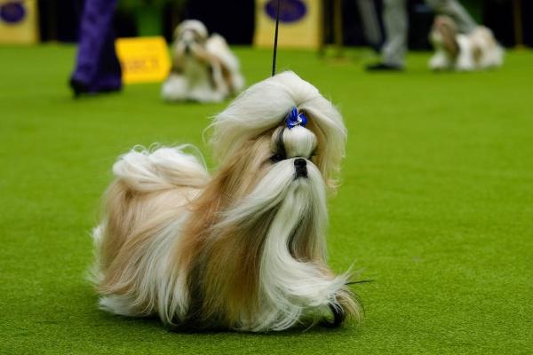 Выставка собак Westminster Kennel Club 2024